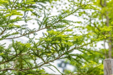 Sequoia sempervirens Stammbusch 10/12