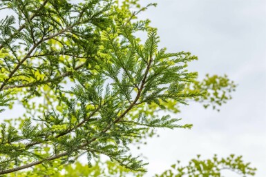 Sequoia sempervirens Stammbusch 10/12