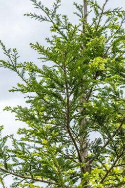 Sequoia sempervirens Stammbusch 10/12
