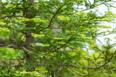 Sequoia sempervirens Stammbusch 10/12