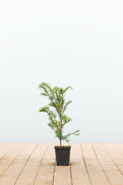 Eibe Taxus baccata Strauch 15-20 Topf 9x9 (P9) Taxus baccata Strauch 15-20 cm