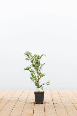 Eibe Taxus baccata Strauch 15-20 Topf 9x9 (P9) Taxus baccata Strauch 15-20 cm