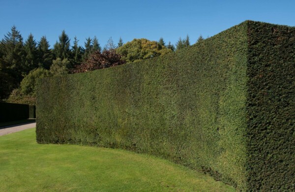 Eiben / Taxus baccata P9 15-20