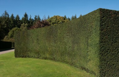 Eibe Taxus baccata Strauch 15-20 Topf 9x9 (P9) Taxus baccata Strauch 15-20 cm