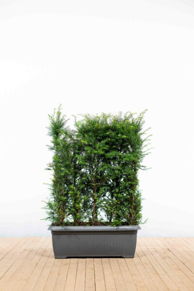 Eiben / Taxus Baccata 100x30x100cm