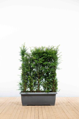 Eiben / Taxus Baccata 100x30x100cm