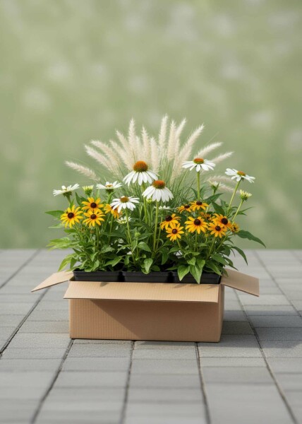Herbstglanz Mix Staudenpaket