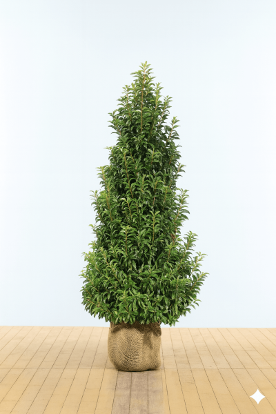 Portugiesischer Kirschlorbeer / Prunus Lusitanica Angustifolia 225-250 cm