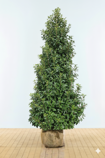Portugiesischer Kirschlorbeer / Prunus Lusitanica Angustifolia 275-300 cm