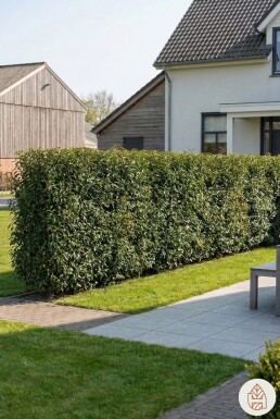 Portugiesischer Kirschlorbeer / Prunus Lusitanica Angustifolia 275-300 cm