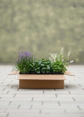 EasyGreen Mix Staudenpaket