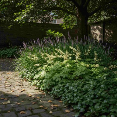 EasyGreen Mix Staudenpaket