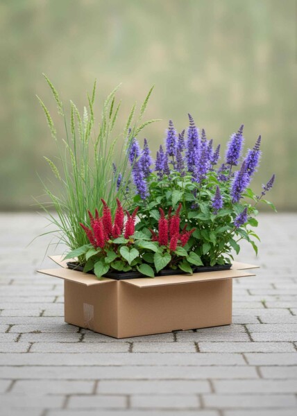 Sommerpracht Mix Staudenpaket