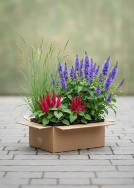 Sommerpracht Mix Staudenpaket