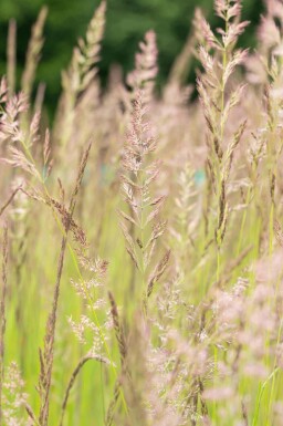 Sommerpracht Mix Staudenpaket