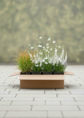 Sommerbrise Mix Staudenpaket