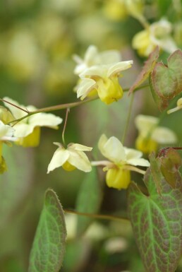 Epimedium perralchicum 'Frohnleiten'