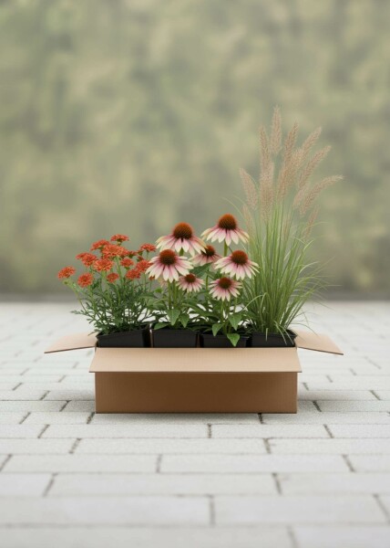 Spätsommerglanz Mix