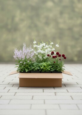 Flüsternde Blüten Staudenpaket