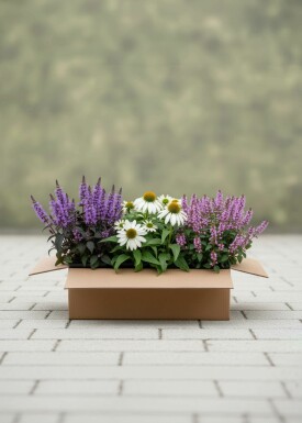 Sommerbalance Mix Staudenpaket