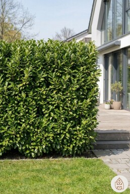 Kirschlorbeer / Prunus Laurocerasus Novita 275-300 cm