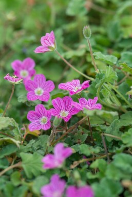 Reiherschnabel Erodium variabile 'Bishop's Form' Topf Erodium variabile 'Bishop's Form'