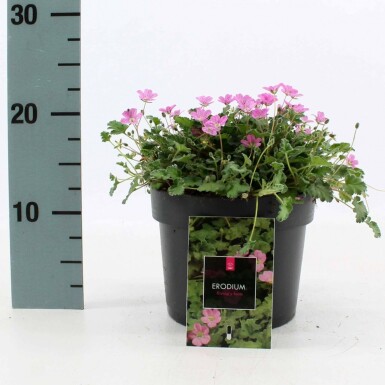 Reiherschnabel Erodium variabile 'Bishop's Form' Topf Erodium variabile 'Bishop's Form'