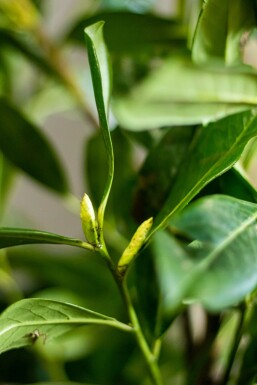 Kirschlorbeer / Prunus Laurocerasus Novita 200-225 cm