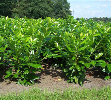Kirschlorbeer / Prunus Laurocerasus Novita 200-225 cm