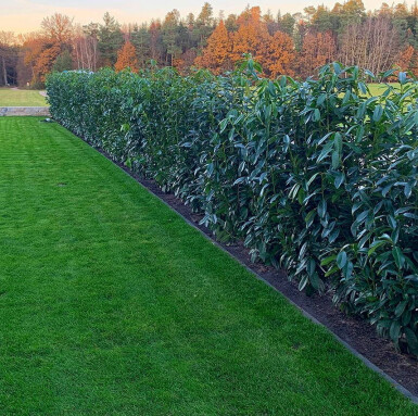 Kirschlorbeer / Prunus Laurocerasus Genolia 200-225 cm