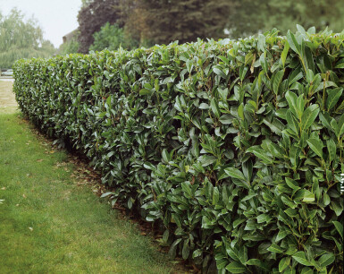 Kirschlorbeer / Prunus Laurocerasus Caucasica 275-300 cm