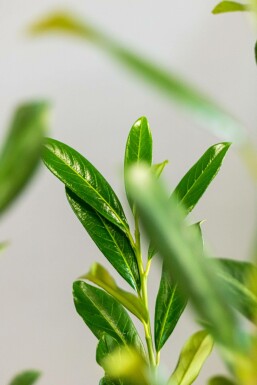 Kirschlorbeer / Prunus Laurocerasus Caucasica 200-225 cm