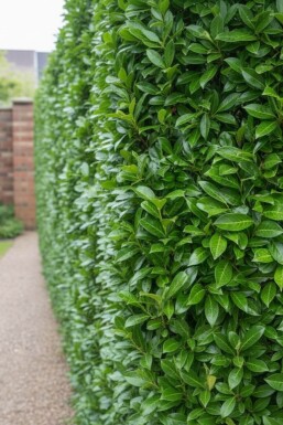 Kirschlorbeer / Prunus Laurocerasus Caucasica 250-275 cm