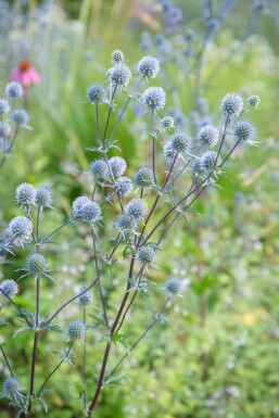 Kleiner Mannstreu Eryngium planum 'Blauer Zwerg' Topf Eryngium planum 'Blauer Zwerg'