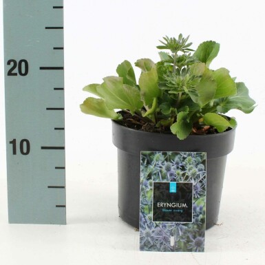 Kleiner Mannstreu Eryngium planum 'Blauer Zwerg' Topf Eryngium planum 'Blauer Zwerg'