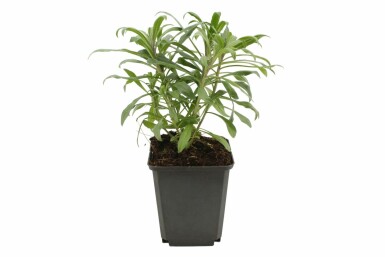 Violetter Schöterich Erysimum 'Bowles Mauve' Topf Erysimum 'Bowles Mauve'