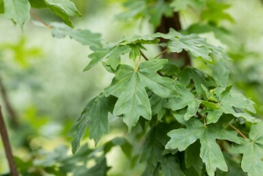 Acer campestre Spalierbaum 10/12 150cm Stamm 150b x 120h