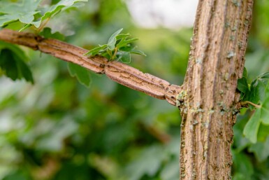 Acer campestre Spalierbaum 10/12 150cm Stamm 150b x 120h