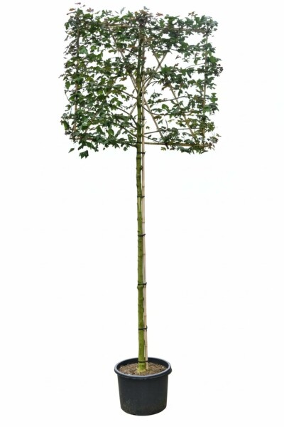 Acer campestre Spalierbaum 10/12 190cm Stamm 150b x 120h