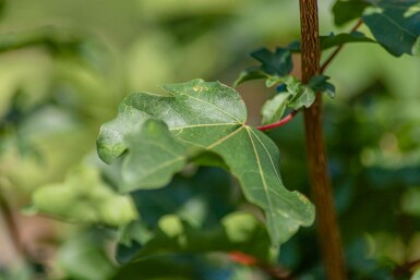 Acer campestre Spalierbaum 10/12 190cm Stamm 150b x 120h