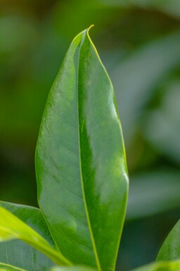 Magnolia grandiflora 'Galissonnière' Spalierbaum 8/10 190cm Stamm 150b x 120h