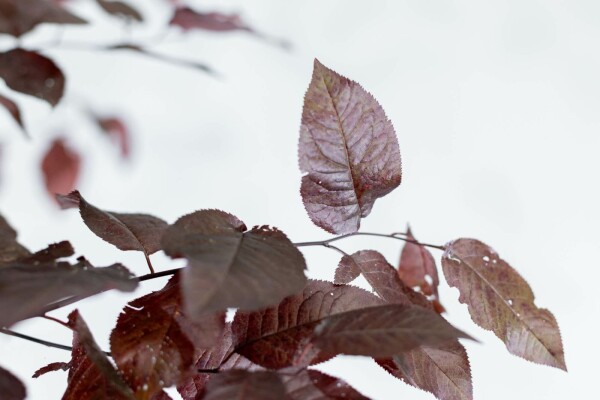 Prunus cerasifera 'Nigra' Spalierbaum 8/10 190cm Stamm 150b x 120h