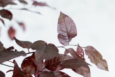 Prunus cerasifera 'Nigra' Spalierbaum 8/10 190cm Stamm 150b x 120h