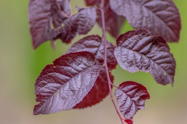 Prunus cerasifera 'Nigra' Spalierbaum 8/10 190cm Stamm 150b x 120h