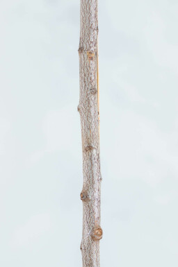 Prunus cerasifera 'Nigra' Spalierbaum 8/10 190cm Stamm 150b x 120h