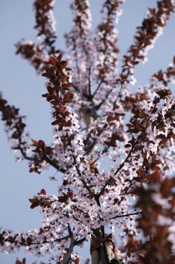 Prunus cerasifera 'Nigra' Spalierbaum 8/10 190cm Stamm 150b x 120h