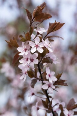 Prunus cerasifera 'Nigra' Spalierbaum 8/10 190cm Stamm 150b x 120h