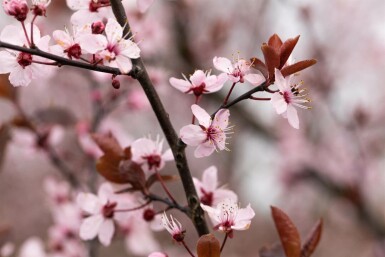 Prunus cerasifera 'Nigra' Spalierbaum 8/10 190cm Stamm 150b x 120h