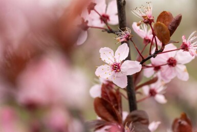 Prunus cerasifera 'Nigra' Spalierbaum 8/10 190cm Stamm 150b x 120h