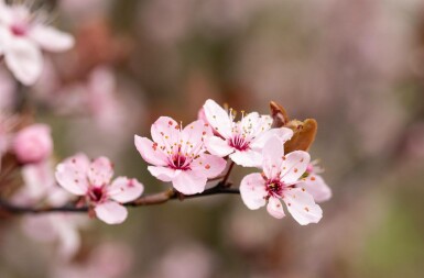 Prunus cerasifera 'Nigra' Spalierbaum 8/10 190cm Stamm 150b x 120h